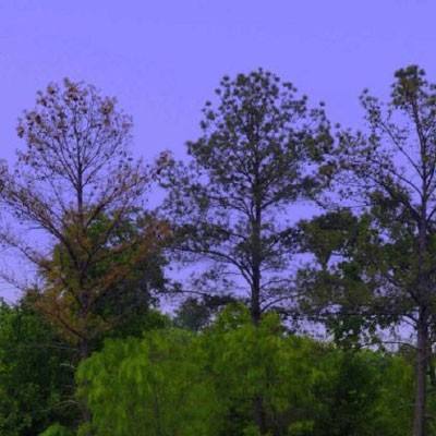 澳门威斯尼斯WNS888入口